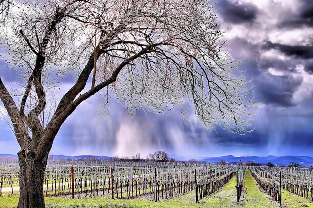 Mandelbaum hinter Impflingen im Regen Mitte April | Foto: Renate Körber-Chattopadhyay