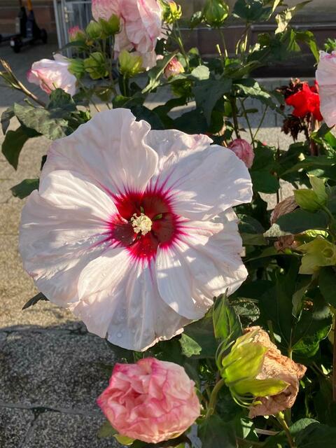 Blumen | Foto: Ich