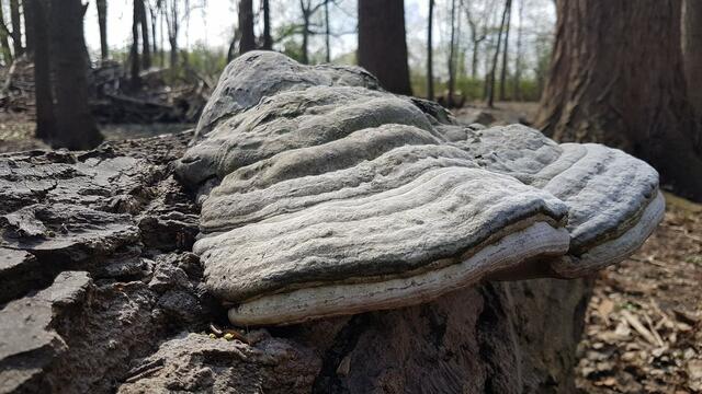 Pilz auf Holzstamm  abseits des Weges im Wildpark Rheingönnheim . Frühjahr 2023 | Foto: Tina Kirsch Photografie