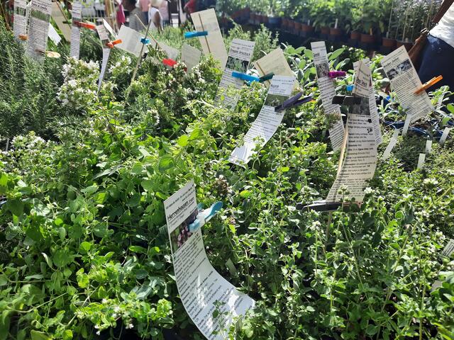 Gartenmarkt in Maikammer | Foto: Kristin Hätterich 