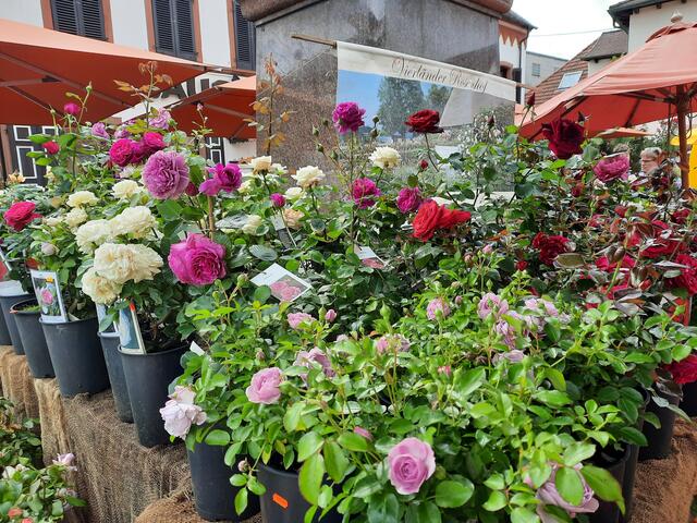 Gartenmarkt in Maikammer | Foto: Kristin Hätterich 
