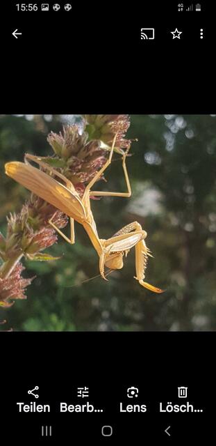 Eine Gottesanbeterin in Eisenberg aufgenommen  | Foto: Ingelore Schon 