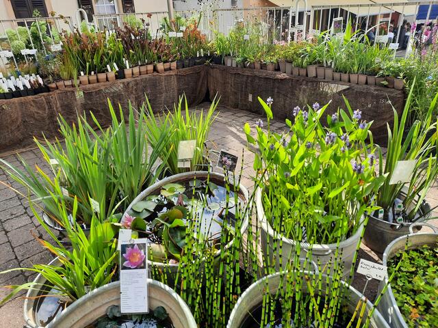 Gartenmarkt in Maikammer | Foto: Kristin Hätterich 