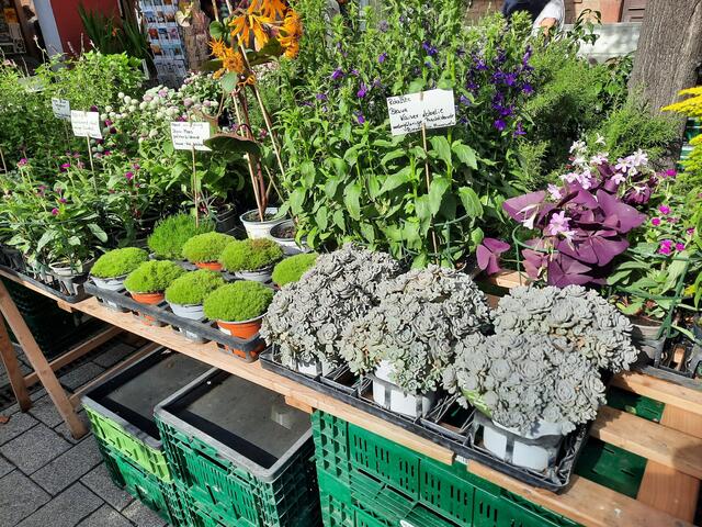Gartenmarkt in Maikammer  | Foto: Kristin Hätterich 