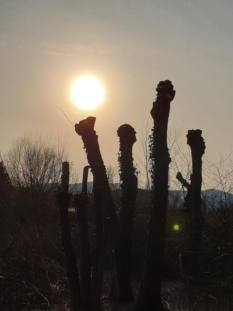 Am Rothenbusch bei Neustadt kurz vor dem 1. Advent 2022  | Foto: Ingelore Schon 
