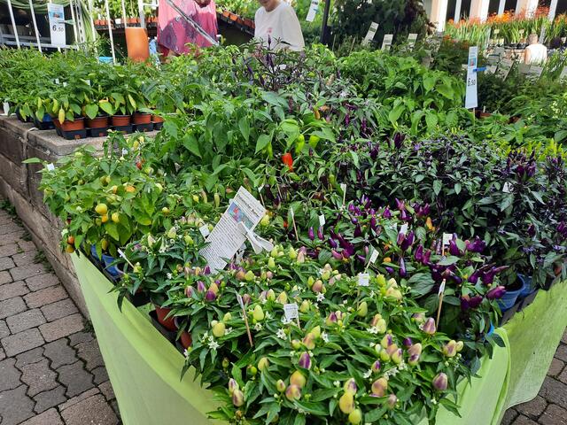 Gartenmarkt in Maikammer | Foto: Kristin Hätterich 