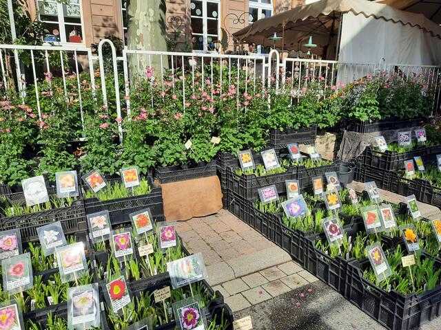 Gartenmarkt in Maikammer | Foto: Kristin Hätterich 