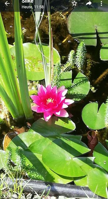 Seerose im Teich meiner Tochter Silke in Mußbach  | Foto: Ingelore Schon 