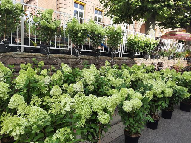 Gartenmarkt in Maikammer | Foto: Kristin Hätterich 