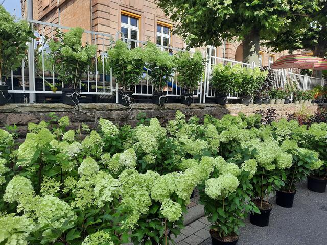 Gartenmarkt in Maikammer | Foto: Kristin Hätterich 