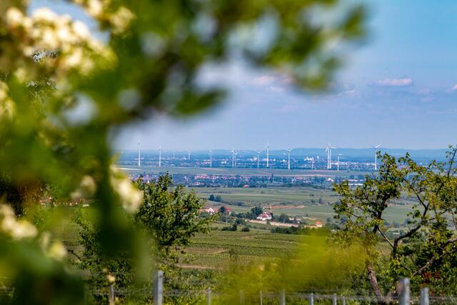 Blick abseits des Weges auf die Pfalz und den Odenwald  | Foto: Tina Kirsch Photografie