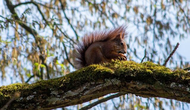 Eichörnchen hoch Oben ----Schlossgarten Schwetzingen März 2023 | Foto: Tina Kirsch Photografie
