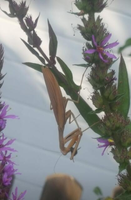 Eine Gottesanbeterin in Eisenberg aufgenommen  | Foto: Ingelore Schon 