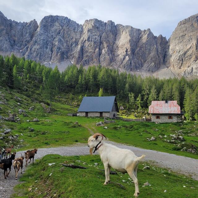 Ziegenalm | Foto: Markus Pacher 