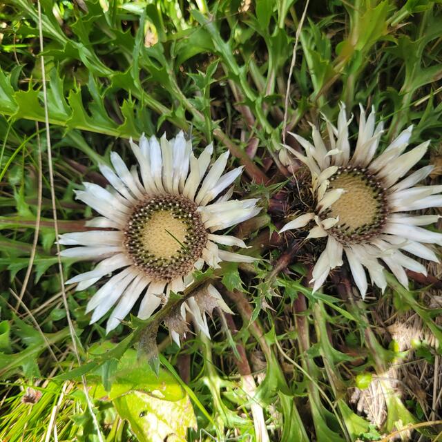Silberdistel | Foto: Markus Pacher 