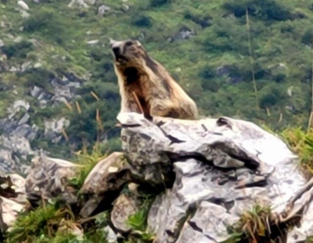 Murmeltier  | Foto: Markus Pacher 