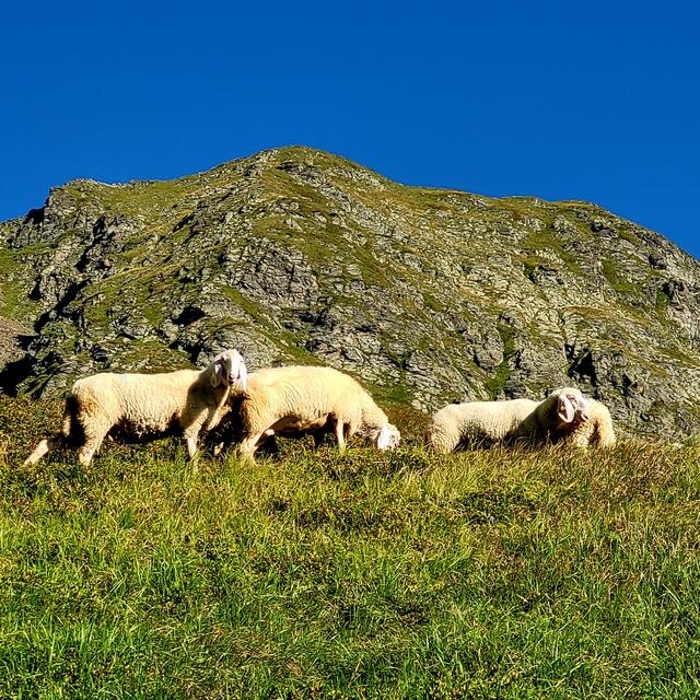 Transalp  | Foto: Markus Pacher 