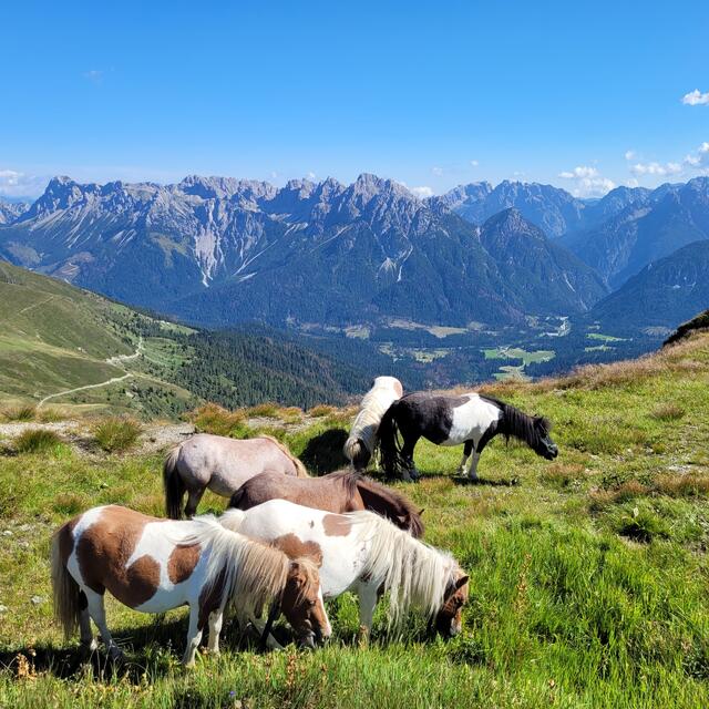Ponys am Karnischen Höhenwegs  | Foto: Markus Pacher 