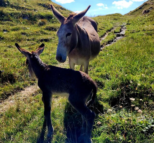 Esel am Karnischen Höhenweg  | Foto: Markus Pacher 
