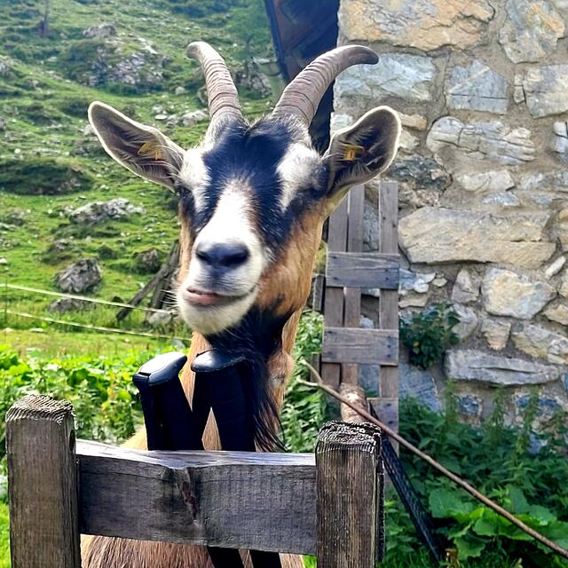 Alm | Foto: Markus Pacher 