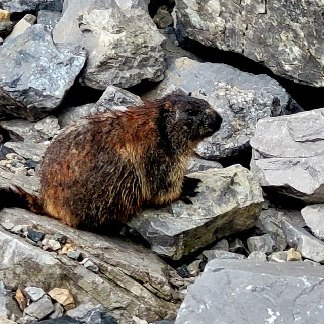 Murmeltier  | Foto: Markus Pacher 