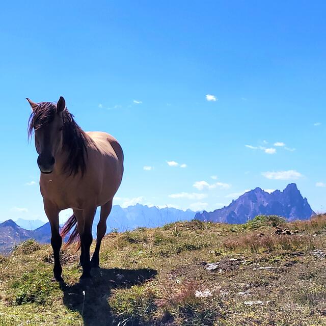 Karnischer Höhenweg  | Foto: Markus Pacher 