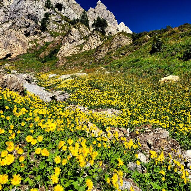 Blumenpracht am Karnischen Höhenweg  | Foto: Markus Pacher 