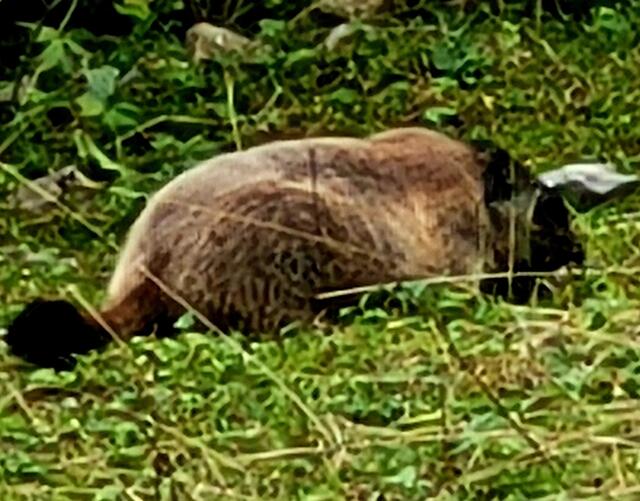 Murmeltier  | Foto: Markus Pacher 