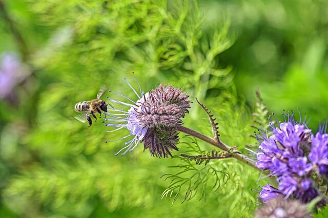 Besuch in meinem Garten | Foto: Ilona Schäfer
