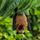 Fledermaus Symbolbild | Foto: rudiernst/stock.adobe.com