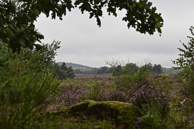 Mehlinger Heide | Foto: Ilona Schäfer