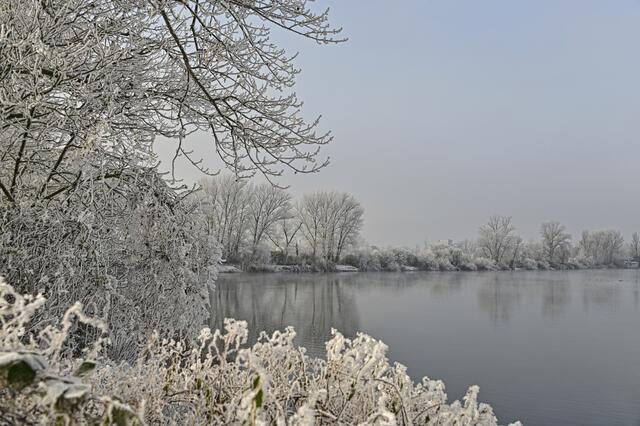 Großparthweiher Ludwigshafen/Friesenheim | Foto: Ilona Schäfer