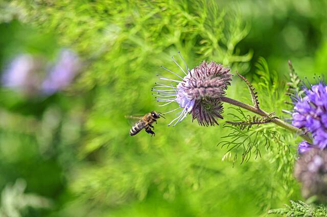 Besuch in meinem Garten | Foto: Ilona Schäfer