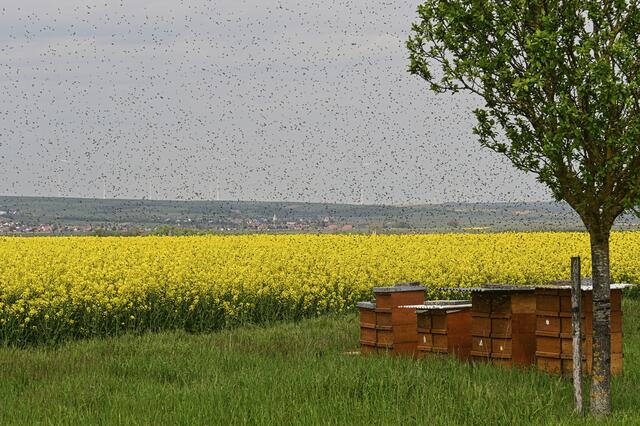 Fleißige Pfälzer Bienen | Foto: Ilona Schäfer