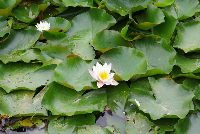 Seerosen  | Foto: Helmut Lang