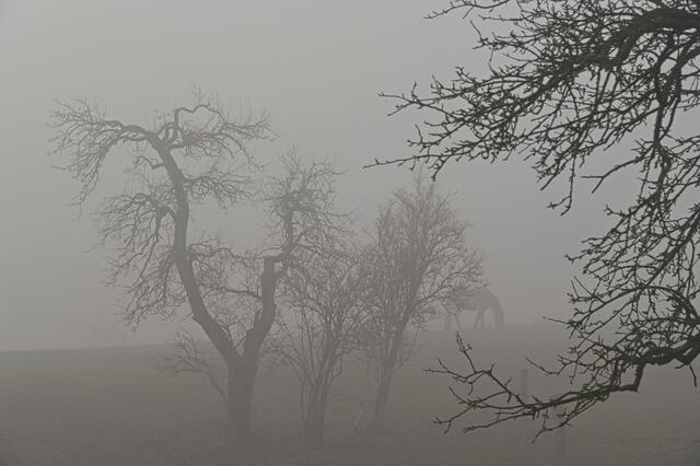 Pferde im Nebel, Pfalz | Foto: Ilona Schäfer