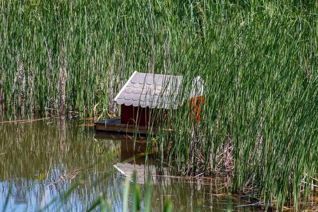 Enten Villa Weiher Freilichtmuseum Bad Sobenheim  | Foto: Tina Kirsch Photografie