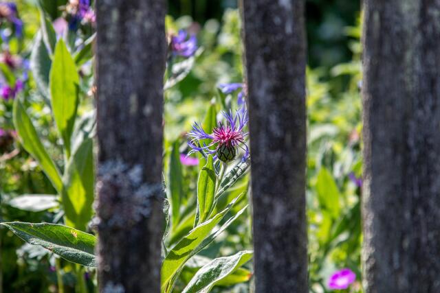Wildwuchs am Gartenzaun Freilichtmuseum Bad Sobenheim  | Foto: Tina Kirsch Photografie
