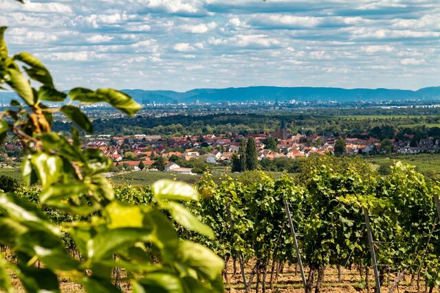 Pfalzblick ---- Juni 2022  | Foto: Tina Kirsch Photografie