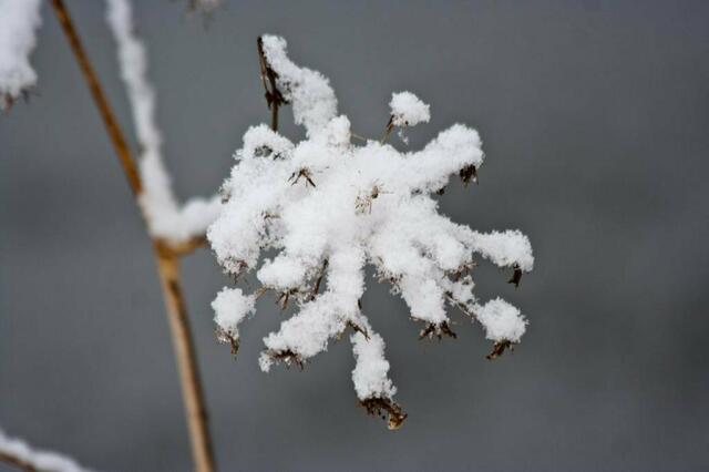Verstecktes Blatt ---- Maudacher Bruch ----Januar  | Foto: Tina Kirsch Photografie