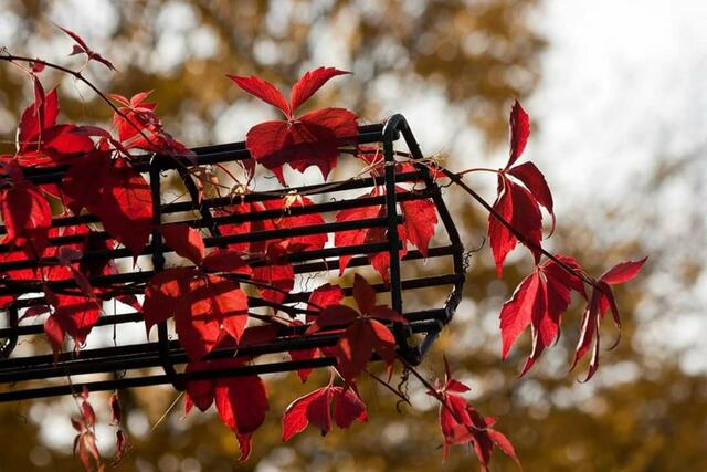 Herbstlaub Luisenpark ---- Oktober  | Foto: Tina Kirsch Photografie
