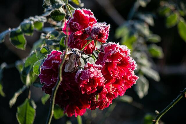 Rose mit Eishaube ....Luisenpark ---- Februar  | Foto: Tina Kirsch Photografie