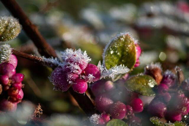 Eisbeeren ....Luisenpark Februar  | Foto: Tina Kirsch Photografie