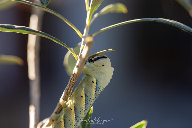 Foto: Michael Langner