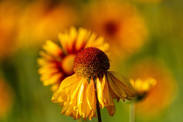 Leben und Vergänglichkeit, BUGA23 im Mai 2023 | Foto: Ralph Beetz