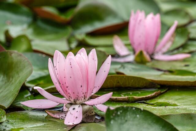 Das große Krabbeln, BUGA23 im Juni 2023 | Foto: Ralph Beetz