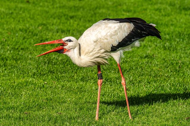 Wer stört beim essen? BUGA23 im August 2023 | Foto: Ralph Beetz