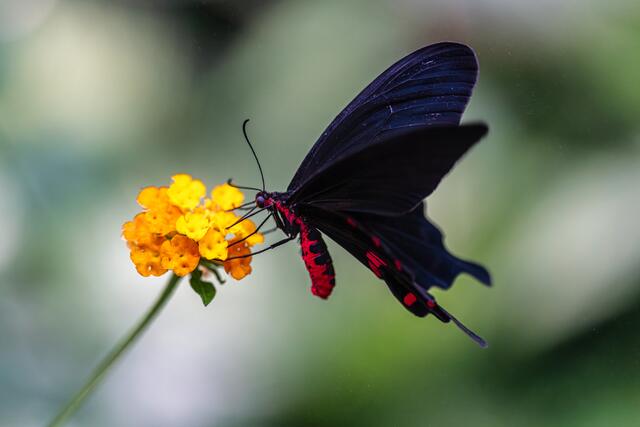 Im Schmetterlingshaus, BUGA23 im AUgust 2023 | Foto: Ralph Beetz