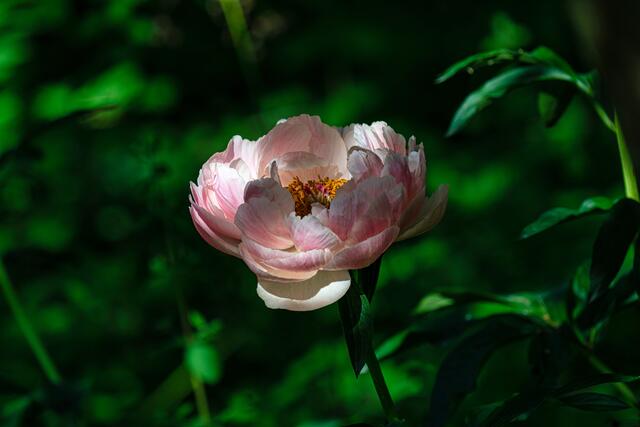 Licht und Schatten, BUGA23 im Mai 2023 | Foto: Ralph Beetz