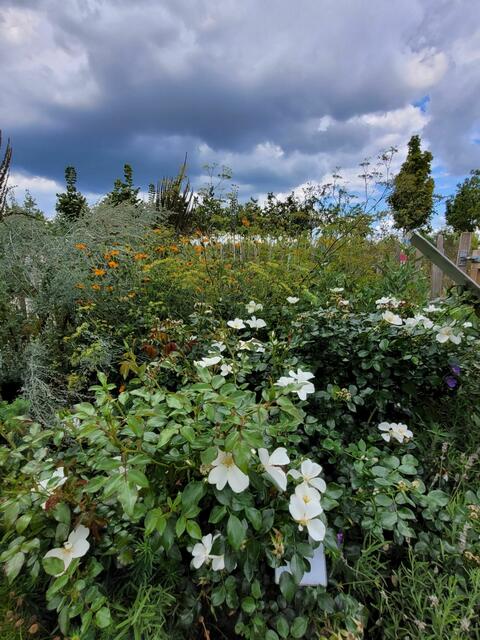 Nahendes Gewitter  | Foto: Caroline Régnard-Mayer 